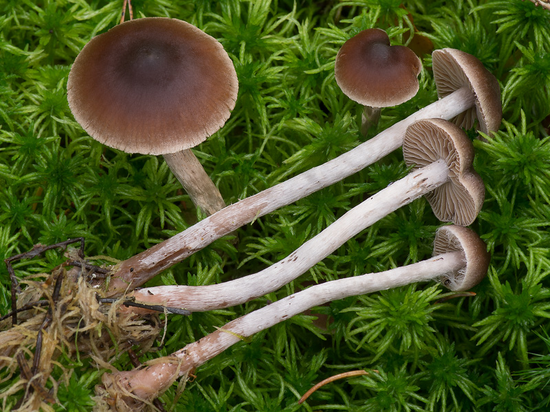 Cortinarius hirtus